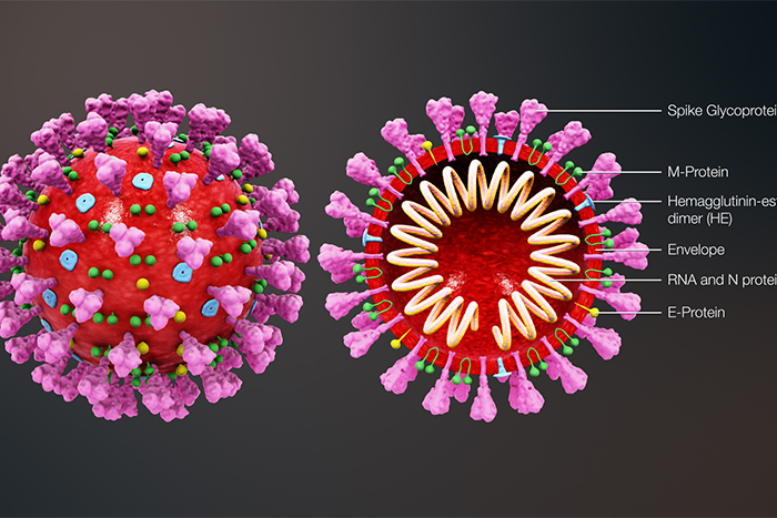 corona virus, koronavirus